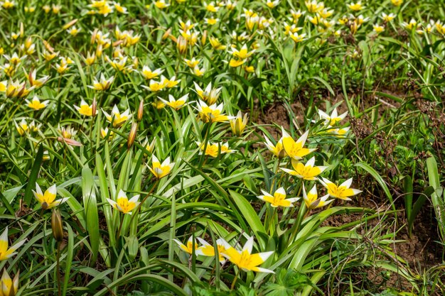 Flower bed in the park with lots of yellow and white flowers tulips tarda in spring