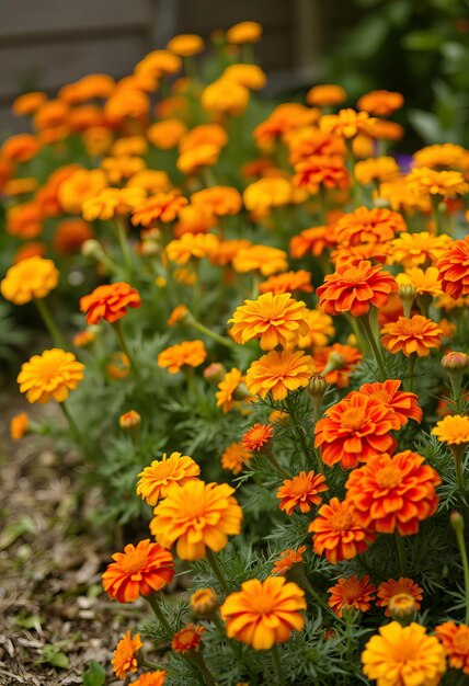 Photo a flower bed with orange flowers in the background