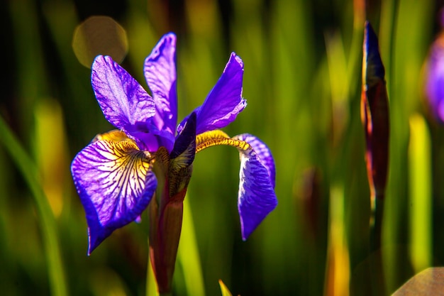 Flower bed with purple irises and blurred bokeh background