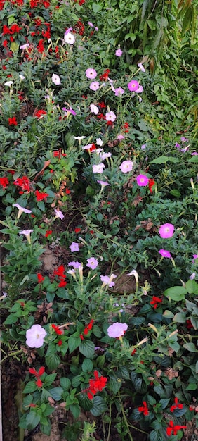 A flower bed with red and white flowers