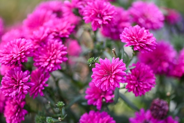 Flower blossom on the garden purple pink flowers in the garden Marguerite Marguerite Michaelmas Daisy Boston Daisy Paris Daisy Cobbity Daisy