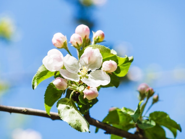 Flower on blossoming apple tree close up in spring