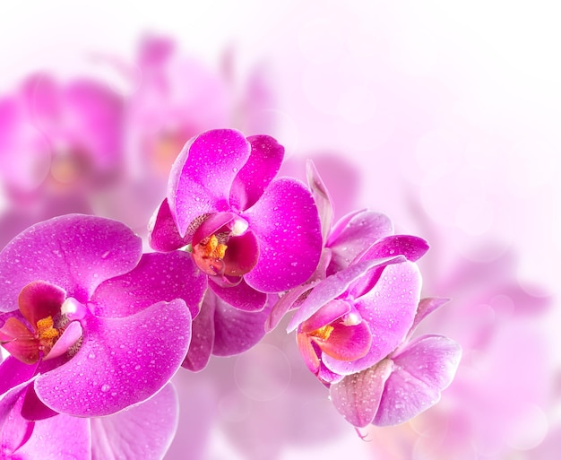 Flower blossoming orchids on a blurred background