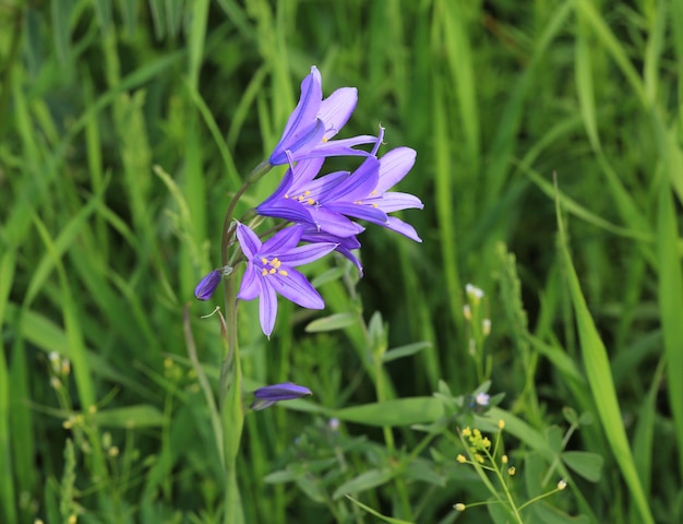 flower blue bell in the field