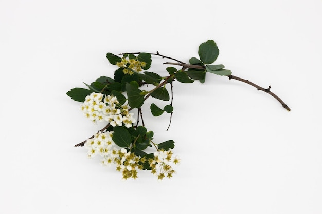 Flower branches isolated on background