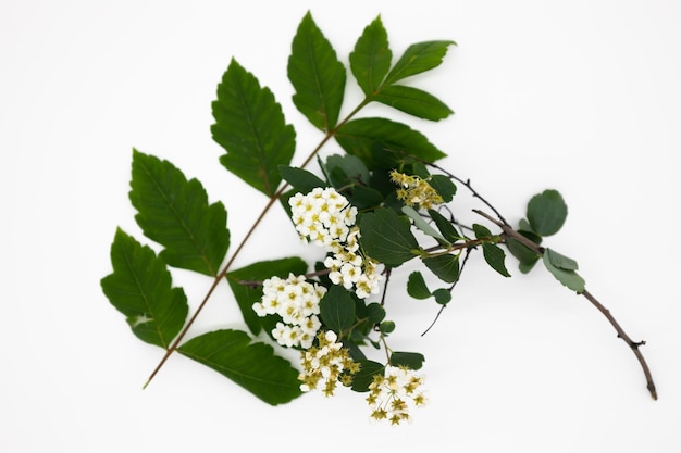 Flower branches isolated on background