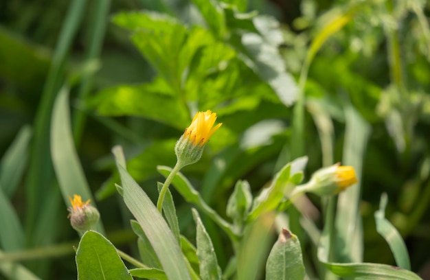 Flower bud of field marigold isolated on natural background