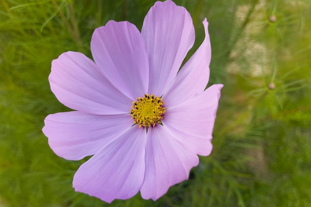 The flower bud is beautiful on a summer background