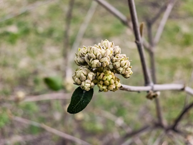 Flower buds of leatherleaf viburnum Viburnum rhytidophyllum in early spring