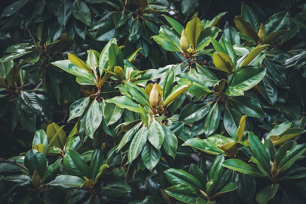 Flower buds on a Magnolia tree