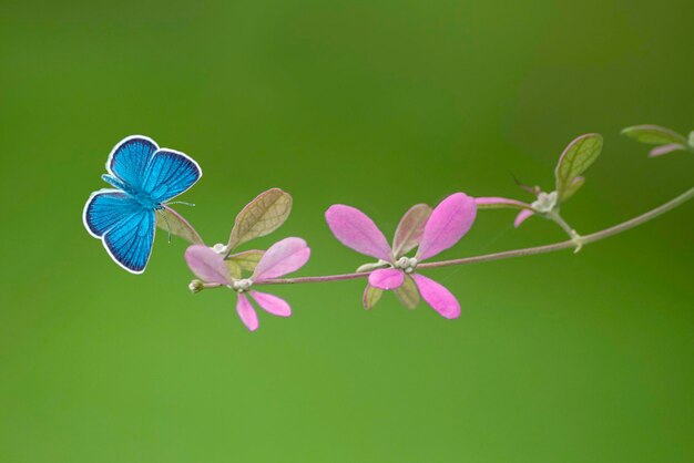 flower butterfly