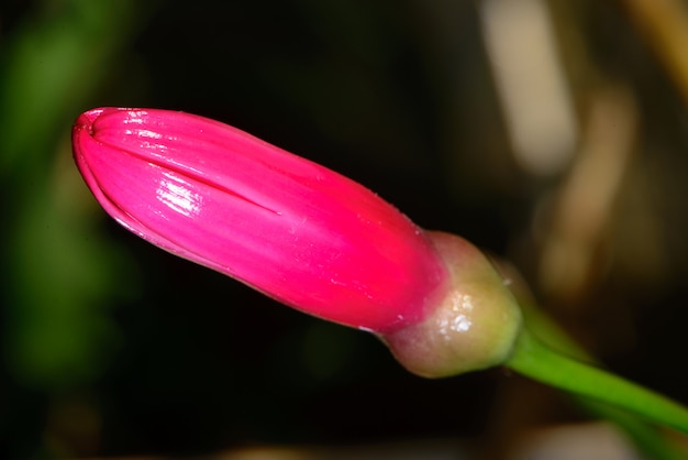 Flower button known as teardrop of christ