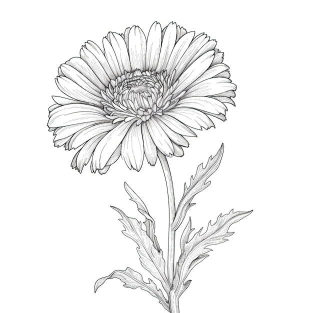 Flower calendula ai generated