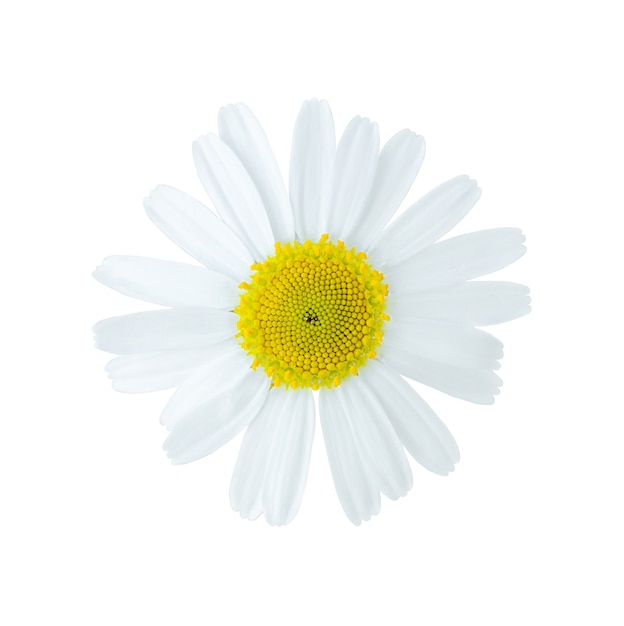 Flower of chamomile isolated on white background