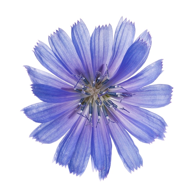 Flower chicory isolated on white background