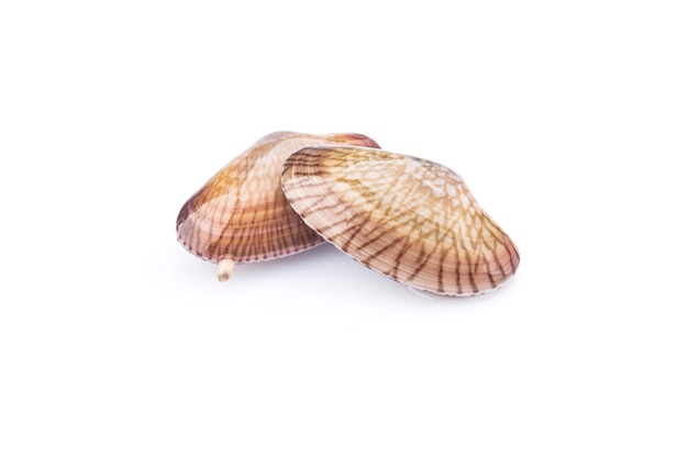 Flower clam on a white background