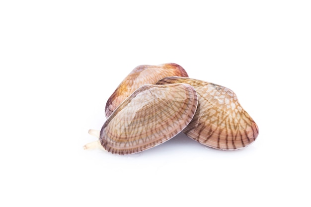 Flower clam on a white background