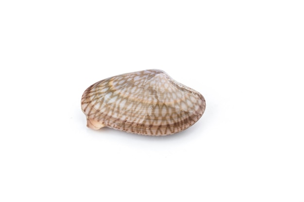 Flower clam on a white