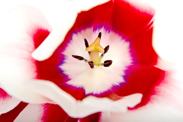 Flower closeup