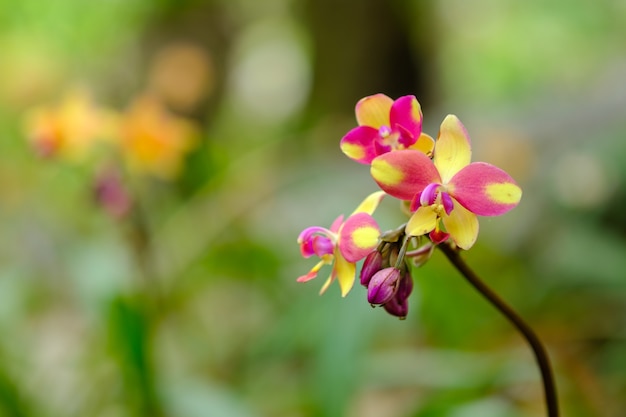 Flower color in nature