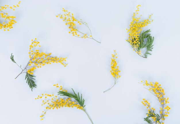 Flower composition Mimosa flowers on white background Plan top view