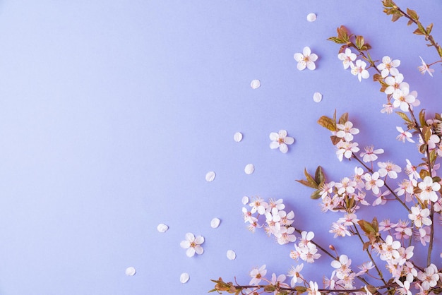 Flower composition Spring cherry blossom branches with buds on purple or very peri background top view