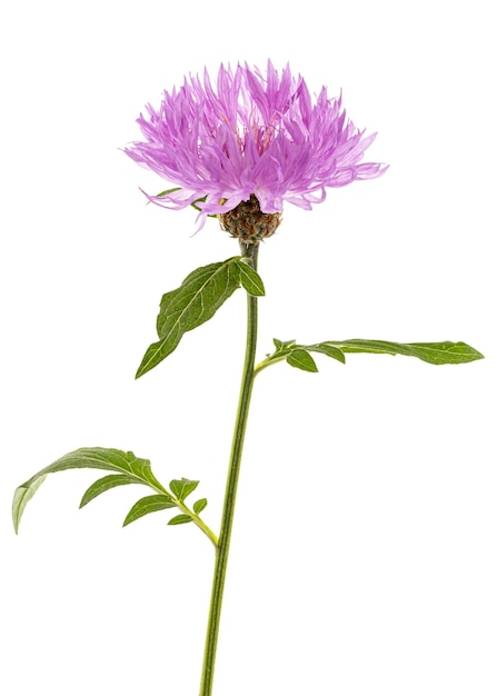 Flower of cornflower lat Centaurea isolated on white background