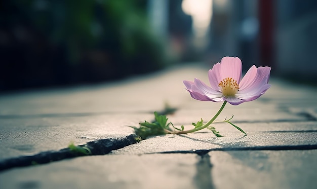 A flower in a crack in a sidewalk