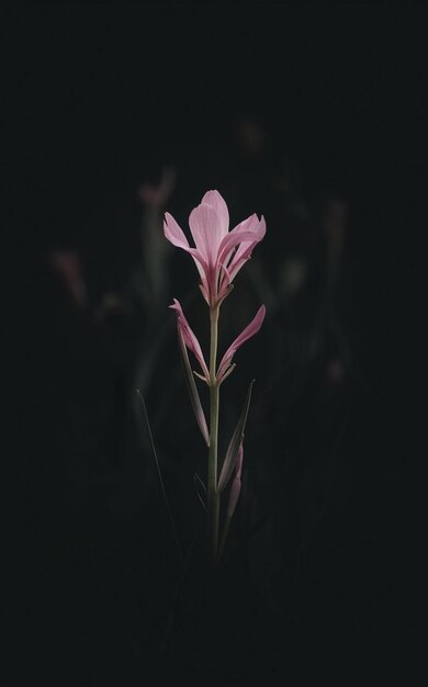 Photo a flower in the dark with the light behind it