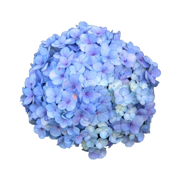 Flower Element Hydrangea Bouquet on White Background