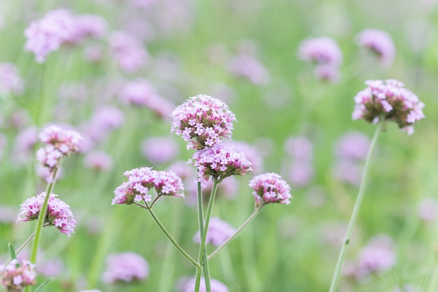 Flower field background