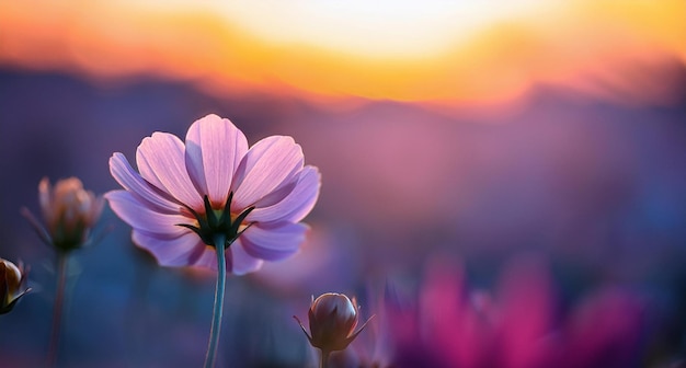 Photo a flower in a field of flowers in front of a sunset