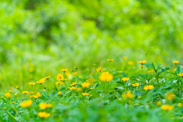 flower field in good weather day yellow flower green background