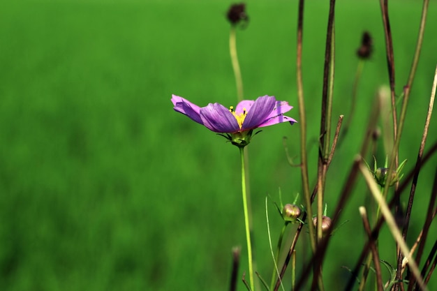 A flower in a field of green