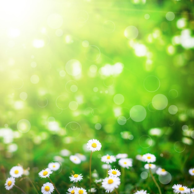 Flower field  on the sky nature abstract