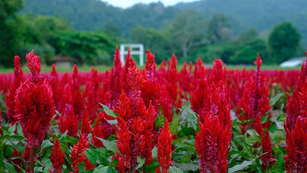 flower field