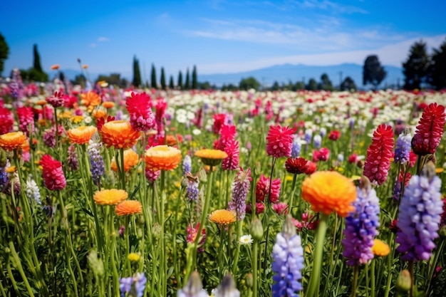 Flower Field