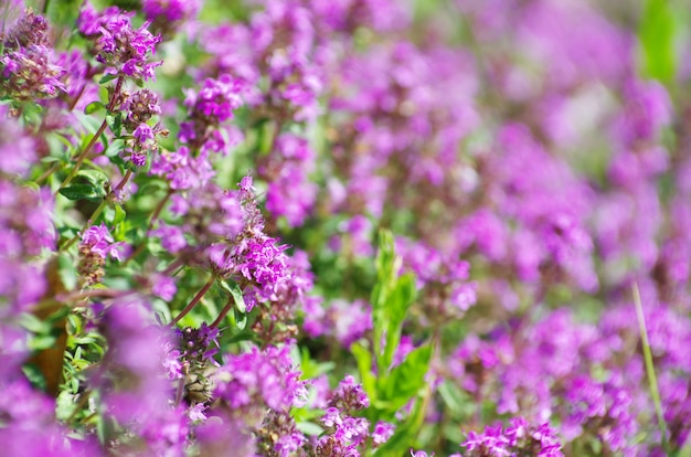 Flower on the field