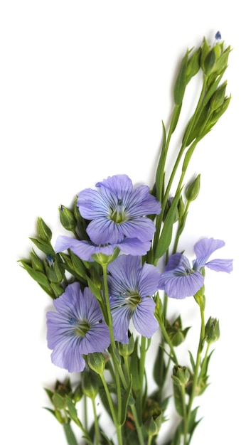 Flower of flax