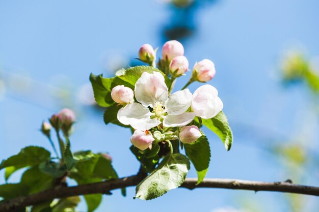 Flower on flowering apple tree close up in spring