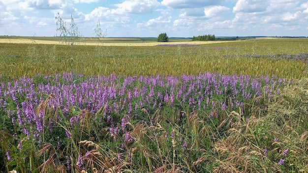 Flower flowering in lowland landscape field in spring landscape