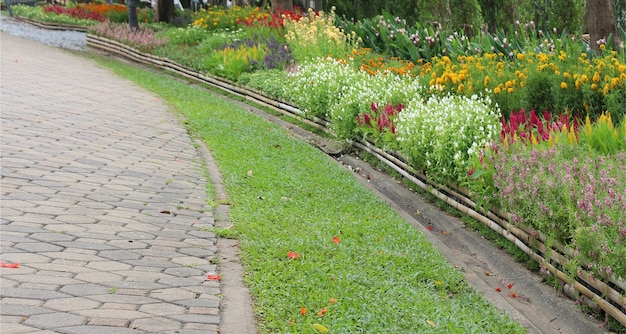 Flower in garden and  green grass