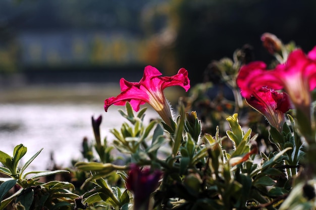 A flower in the garden of the house of the year 2010