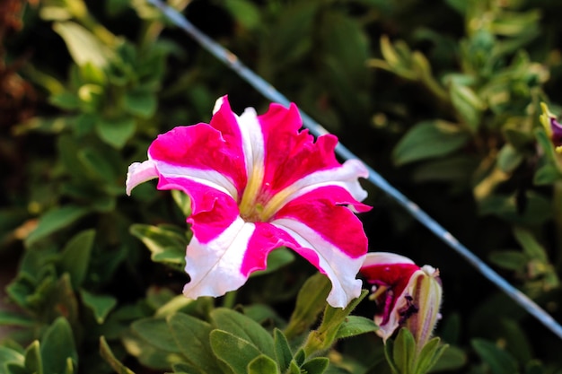 A flower in a garden that is pink and white