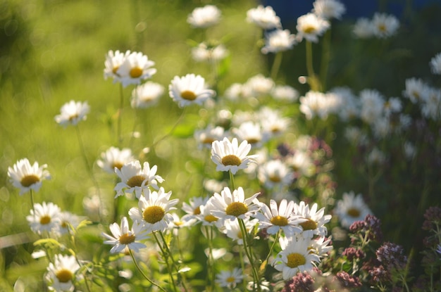 Flower garden of white beautiful chamomile