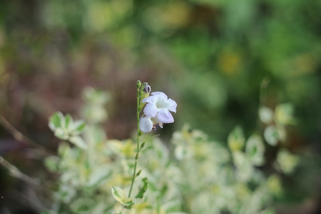 A flower in the garden with a green background