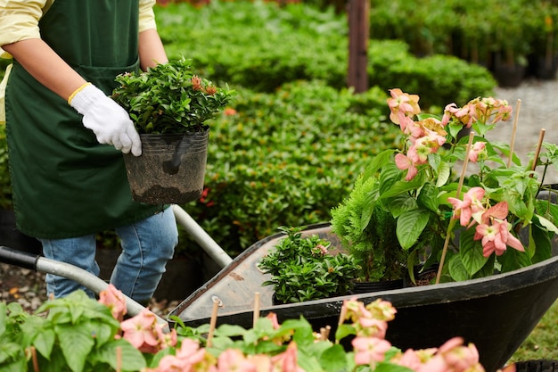 Flower Garden Worker Loading Wheelbarrow