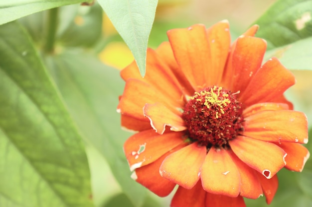 flower in the garden