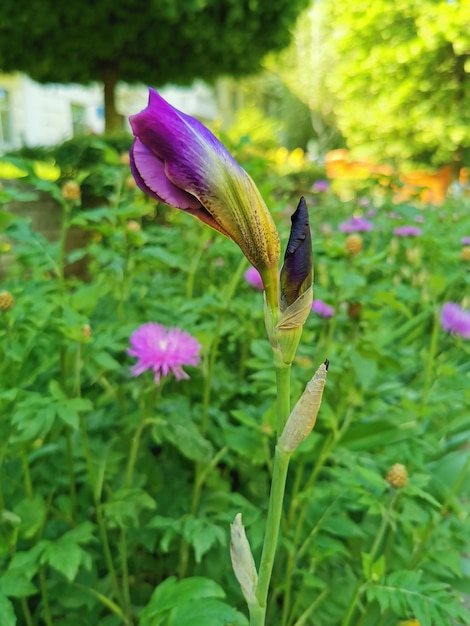 flower in the garden