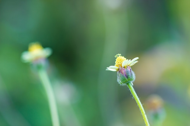 Flower of grass in green natural background at tropical forest. Vintage natural background. Closeup and copy space.